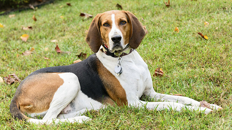 American English Coonhound 1