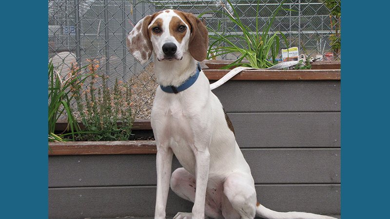 American English Coonhound 8
